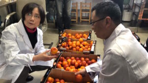 Arance rosse siciliane in Cina