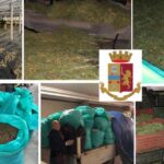 La droga nelle serre