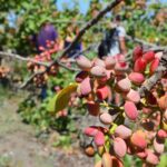 Pistacchio di Bronte