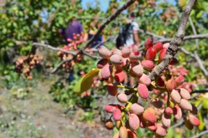 Pistacchio di Bronte