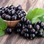 Ribes nero