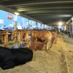 Fiera agricola