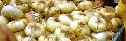 Il ladro di cipolle di Giarratana