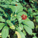 Il ginseng americano