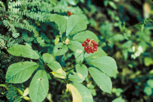 Il ginseng americano