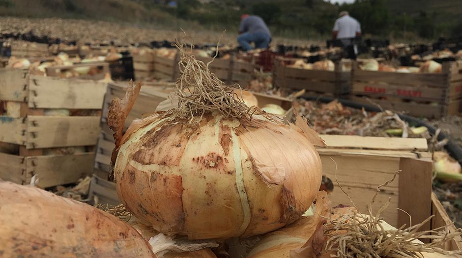 A Giarratana, la sagra della cipolla
