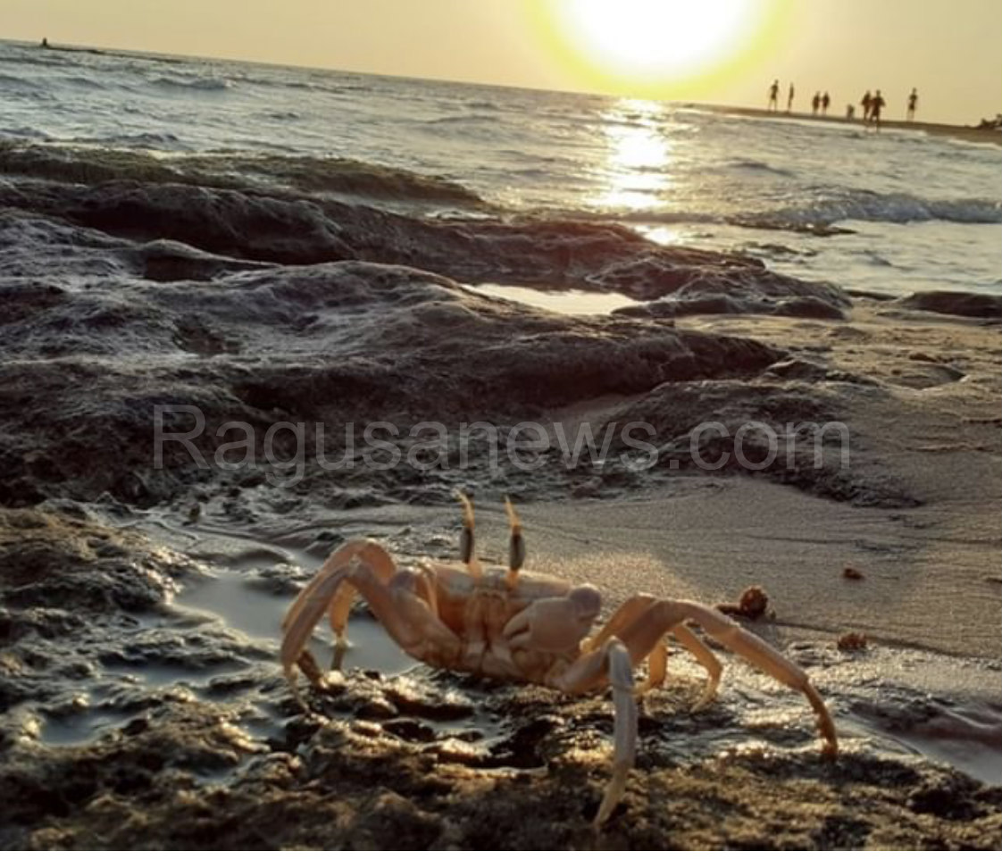 Se il commissario Montalbano prende un granchio