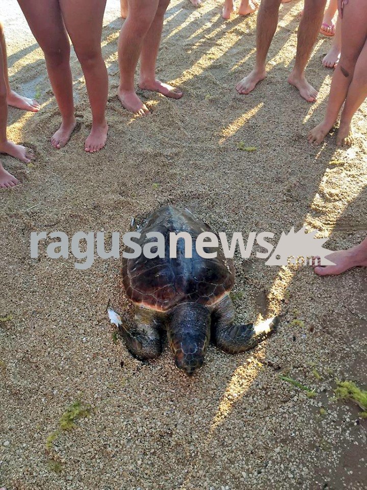 Esemplare di Caretta caretta spiaggiata a Caucana