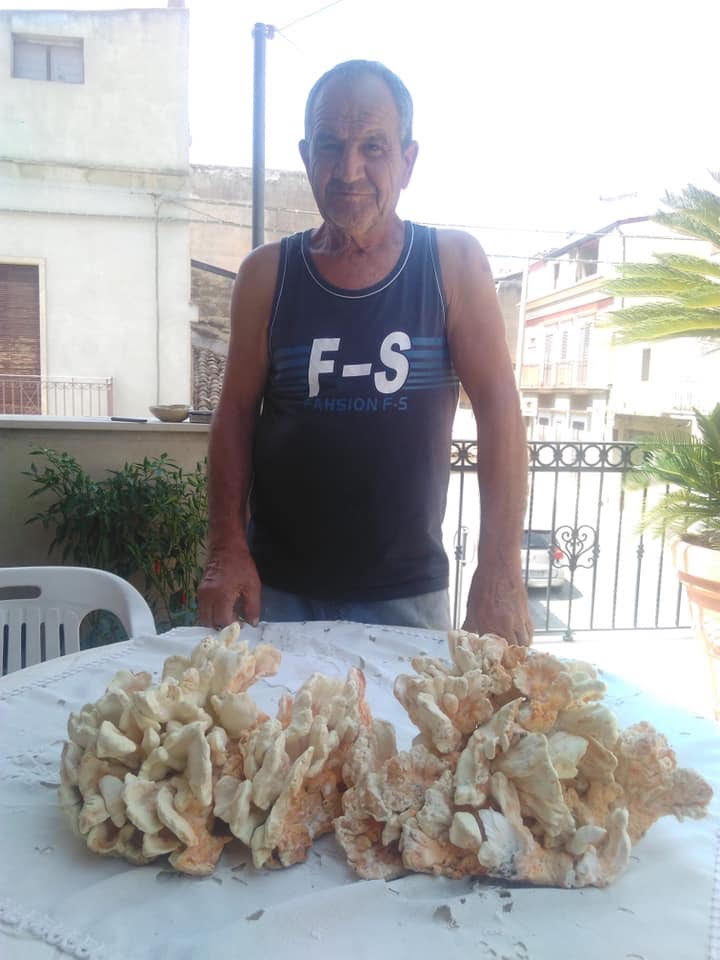 Pesa solo 4 chili. E’ un fungo, di carrubo