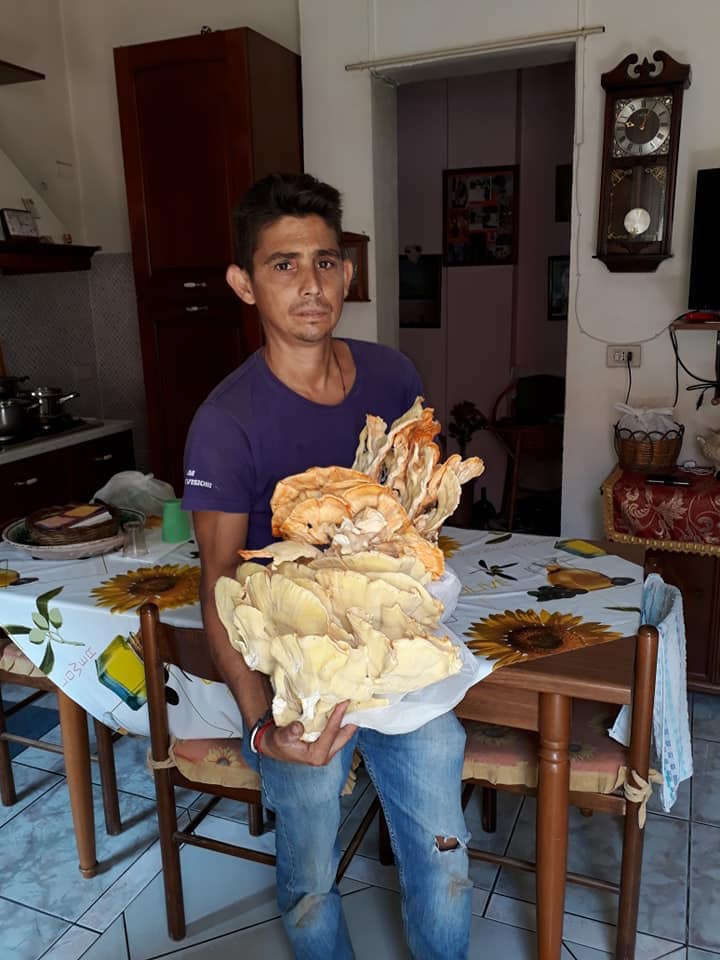 Vi regaliamo un fungo di carrubo di 6 chili. Ci state?