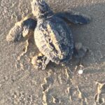 Caretta