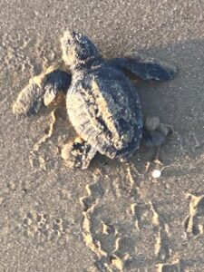 Caretta