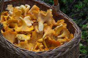 Dieta con i funghi per dimagrire con gusto