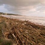 Maltempo, l'invasione delle canne a Punta Braccetto
