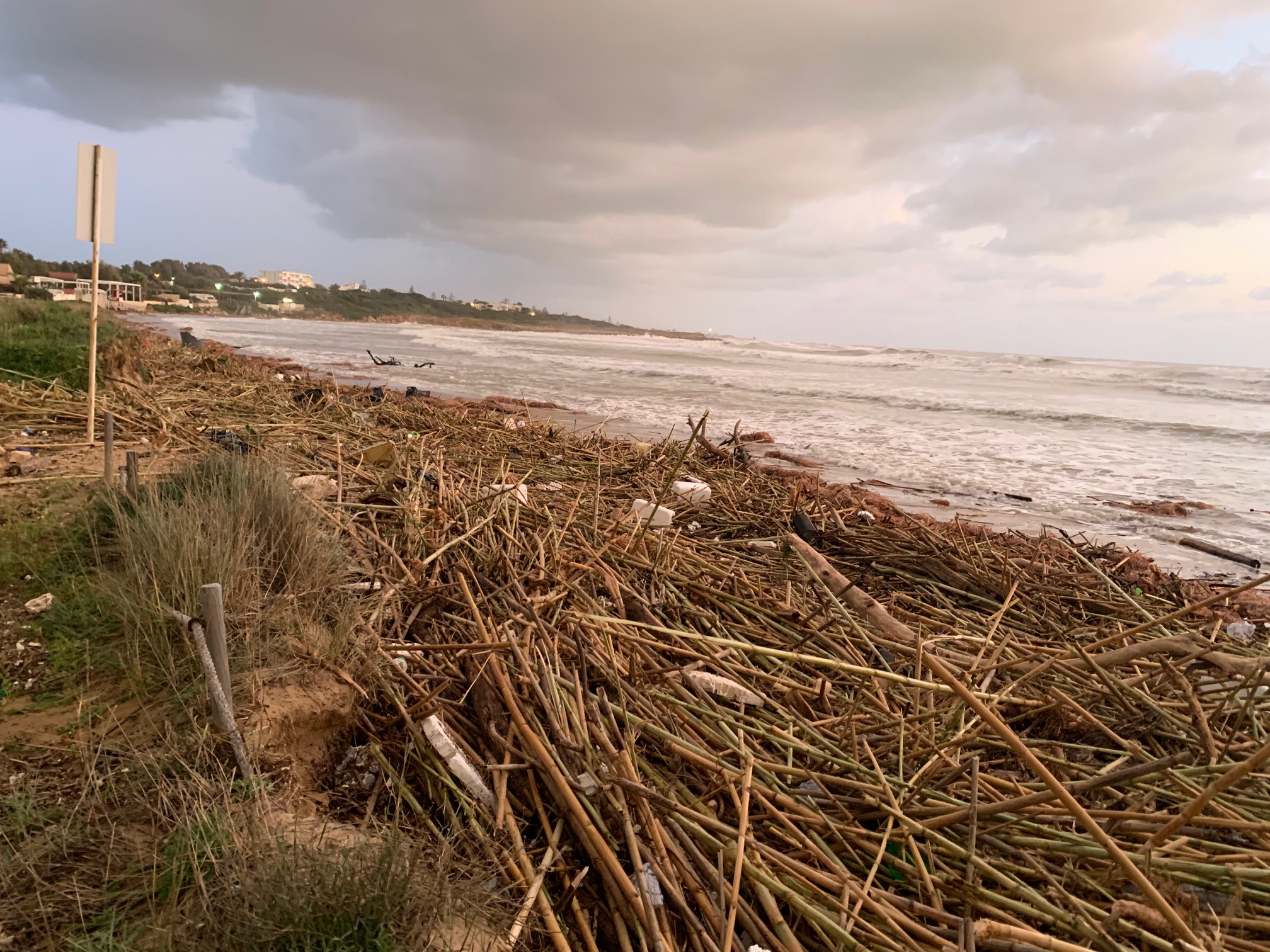 Maltempo, l’invasione delle canne a Punta Braccetto. FOTO