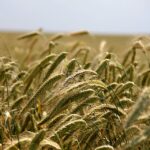 Dieta dei cereali per perdere peso