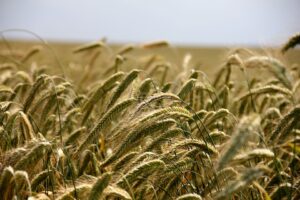 Dieta dei cereali per perdere peso