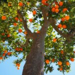 Dimagrire con la vitamina D
