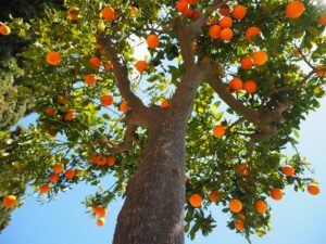 Dimagrire con la vitamina D