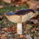 Reishi, il fungo per perdere i chili di troppo: è vero che fa dimagrire?