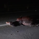 Auto travolge e uccide un cavallo