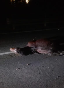 Auto travolge e uccide un cavallo