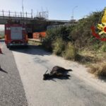 Capra invade la strada, intera famiglia va a sbattere