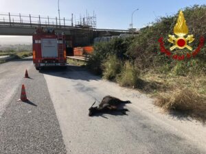 Capra invade la strada, intera famiglia va a sbattere