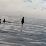 Tre orche avvistate sullo stretto di Messina, forse quelle di Genova