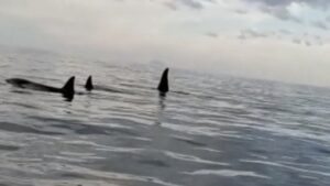 Tre orche avvistate sullo stretto di Messina, forse quelle di Genova