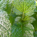 Menta: il vero alleato della tua dieta