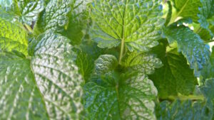 Menta: il vero alleato della tua dieta