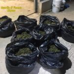 Sequestrata una piantagione con 7 mila piante di droga