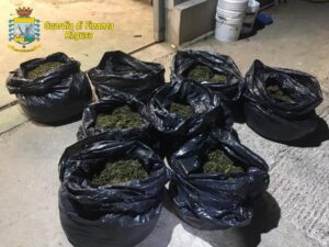 Sequestrata una piantagione con 7 mila piante di droga