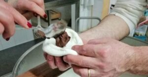 Arriva la mozzarella alla Nutella, in Puglia è già moda