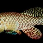 Sono io killy turchese, il pesce che non invecchia