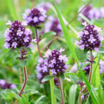 Quali sono le erbe e rimedi naturali per rafforzare le difese immunitarie