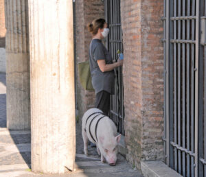 Coronavirus: in giro per Roma con il maiale al guinzaglio