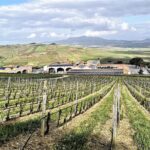 Mafia e vino, asse Trentino-Sicilia