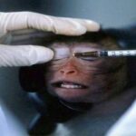 Oxford: dopo vaccino su scimmie, in settembre pronti per l'uomo