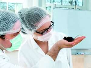 Arriva il Virus dell'epatite che colpisce i topi