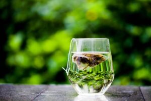 Tè verde e dieta dimagrante: perché è utile