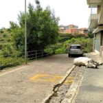 A Ragusa una mucca pazza protesta contro il lockdown