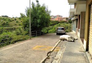 A Ragusa una mucca pazza protesta contro il lockdown