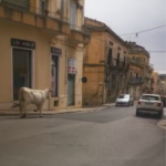 Il VIDEO della mucca al trotto per le strade di Ragusa