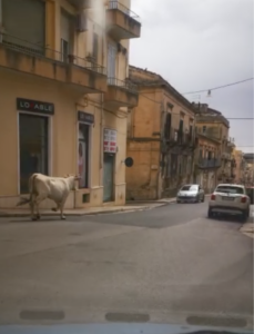 Il VIDEO della mucca al trotto per le strade di Ragusa