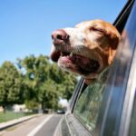 Perché i cani amano mettere il muso fuori dall'auto?