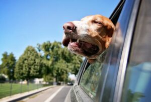 Perché i cani amano mettere il muso fuori dall'auto?