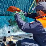 Pesca illegale di ricci di mare, multa da 2 mila euro a Punta Secca