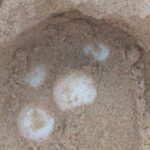 Scoperti i primi nidi di tartaruga Caretta caretta nel ragusano